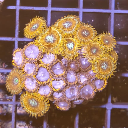 Zoanthus II – Explosión de Color para tu Acuario Marino