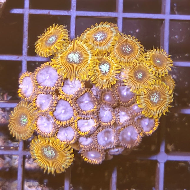 Zoanthus II – Explosión de Color para tu Acuario Marino