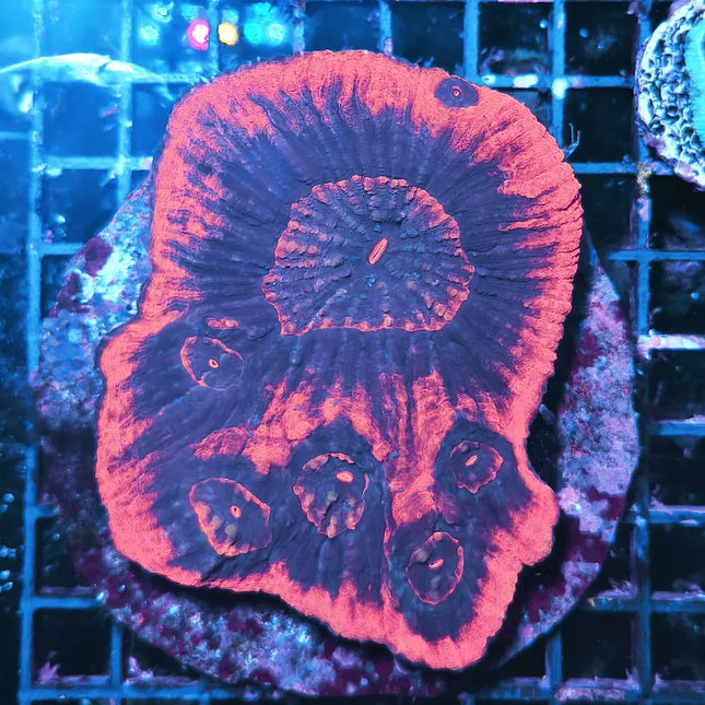 Lobophyllia rowleyensis L – Coral LPS Cerebro de Colores Vivos para Acuario Marino
