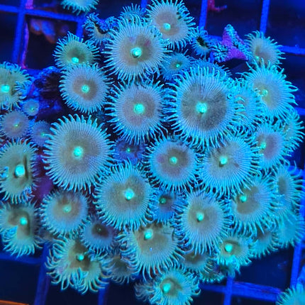 Palythoa – Coral Blando de Pólipos Verdes para Acuario Marino