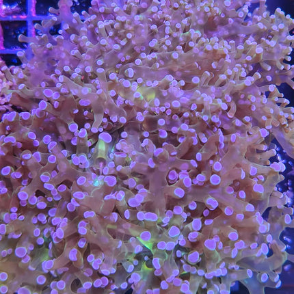 Euphyllia divisa XL | Coral hammer LPS de tentáculos largos y movimiento fluido