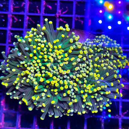 Euphyllia cornet XL | LPS de tentáculos verdes puntas amarillas