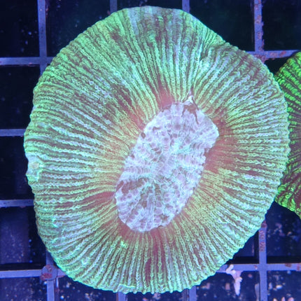 Trachyphyllia Premium