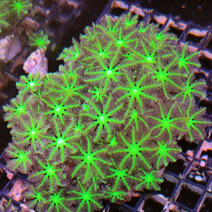 Clavularia  – Coral Blando de Rápido Crecimiento para Acuarios Marinos