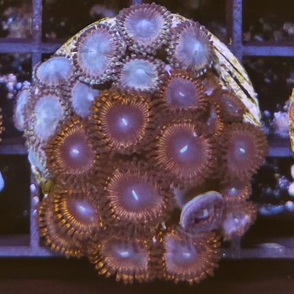 Zoanthus Frag X – Explosión de Color para tu Acuario Marino