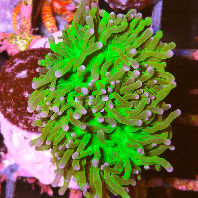 Euphyllia glabrescens puntas verde – Coral LPS colorido  y elegante