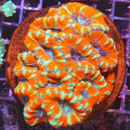 Acanthastrea XL – Coral LPS de colores intensos para acuarios marinos