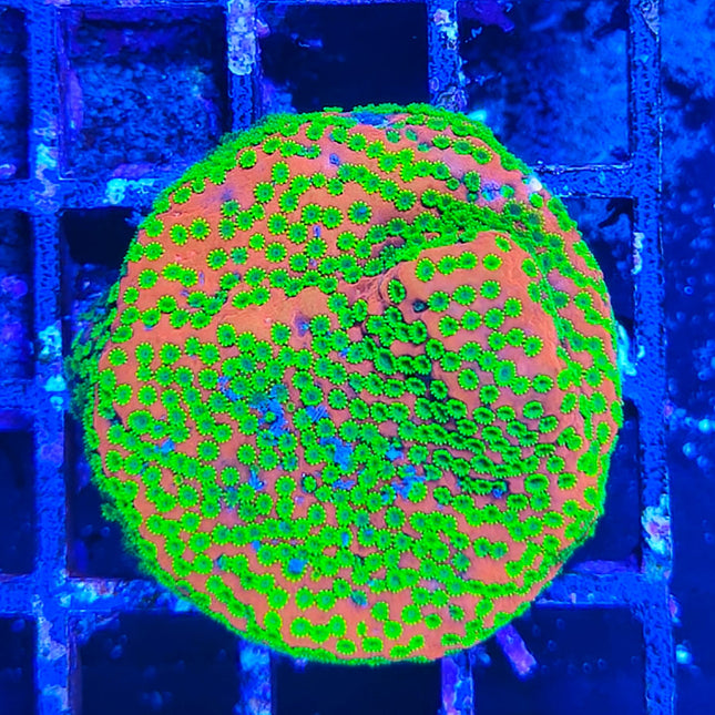 Montipora Frag – Coral SPS llamativo y fácil de mantener