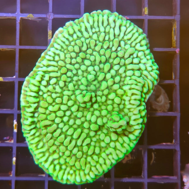 Montipora Verde – Coral SPS llamativo y fácil de mantener