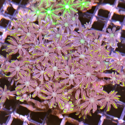 Clavularia II – Coral Blando de Rápido Crecimiento para Acuarios Marinos