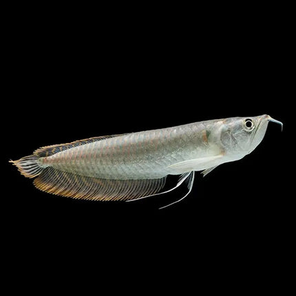 Arowana Amazónica Plata juvenil de 10-12 cm (Osteoglossum bicirrhosum) en acuario de agua dulce