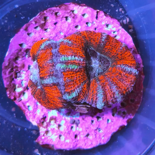 Coral Acanthastrea con pólipos carnosos y colores intensos en acuario marino
