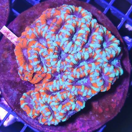 Coral Acanthastrea LPS de colores intensos para acuario marino