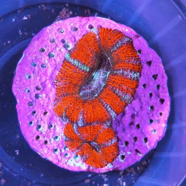 Coral Acanthastrea con pólipos carnosos y colores intensos en acuario marino