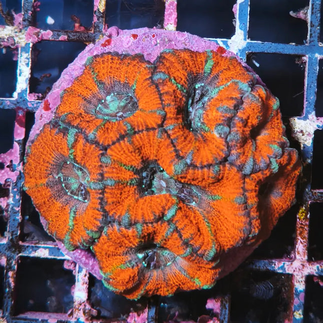 acanthastrea roja y azul
