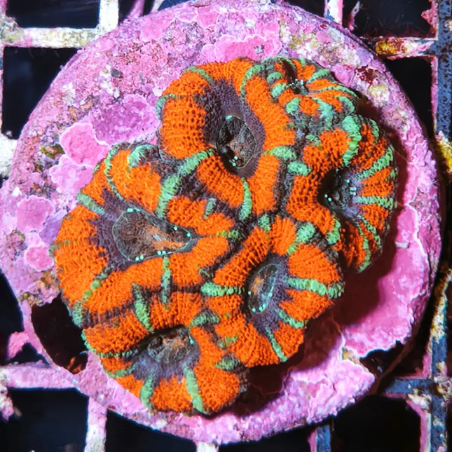 Acanthastrea roja y azul