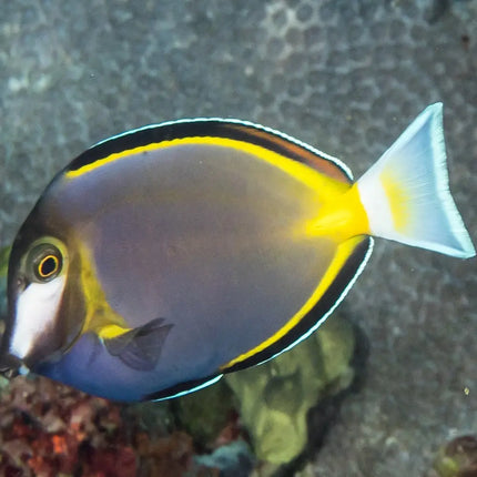 El Acanthurus japonicus exhibe un cuerpo oscuro con aletas dorsales y anales bordeadas en blanco, una franja amarilla lateral y una distintiva mancha blanca en la cara, creando un contraste elegante y llamativo.
