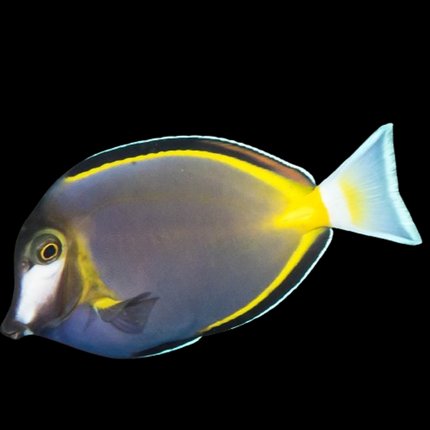 Acanthurus japonicus, pez cirujano japonés de cuerpo marrón con tonos azules y anaranjados