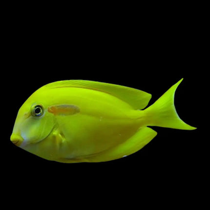 Pez amarillo de agua salada: Acanthurus Olivaceus Melanesia