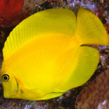 El Acanthurus pyroferus es un pez marino de cuerpo alargado y robusto, con una distintiva coloración amarilla. Su aspecto vibrante y su comportamiento activo lo hacen ideal para acuarios de arrecife bien establecidos, aportando color y dinamismo.