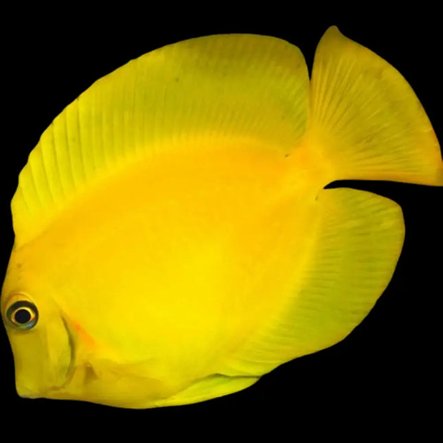 El Acanthurus pyroferus es un pez marino de cuerpo alargado y robusto, con una distintiva coloración amarilla. Su aspecto vibrante y su comportamiento activo lo hacen ideal para acuarios de arrecife bien establecidos, aportando color y dinamismo.