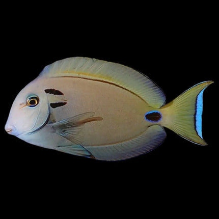 El Acanthurus tennenti presenta un cuerpo alargado de tono gris azulado, con dos manchas oscuras características cerca de las branquias y una elegante franja azul a lo largo de las aletas dorsales.
