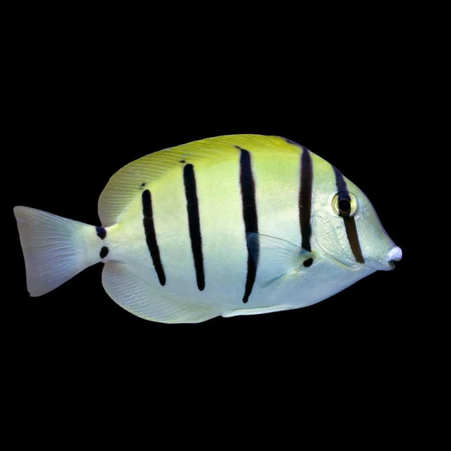 Acanthurus triostegus nadando en acuario marino con franjas negras sobre fondo claro y cuerpo ovalado