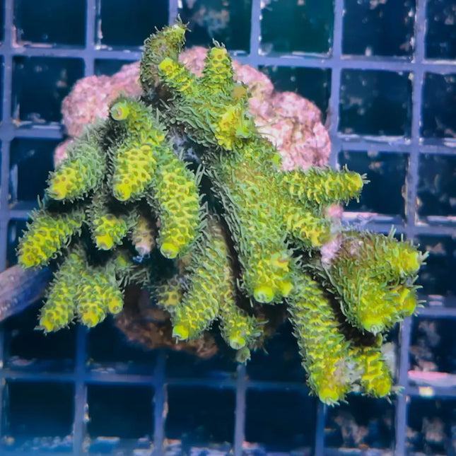 Esqueje de coral Acropora spp. verde con ramas finas y color intenso bajo iluminación azul