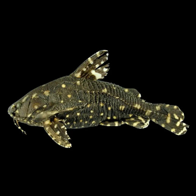 Agamyxis albomaculatus con cuerpo oscuro y manchas blancas escondido entre rocas en el fondo del acuario