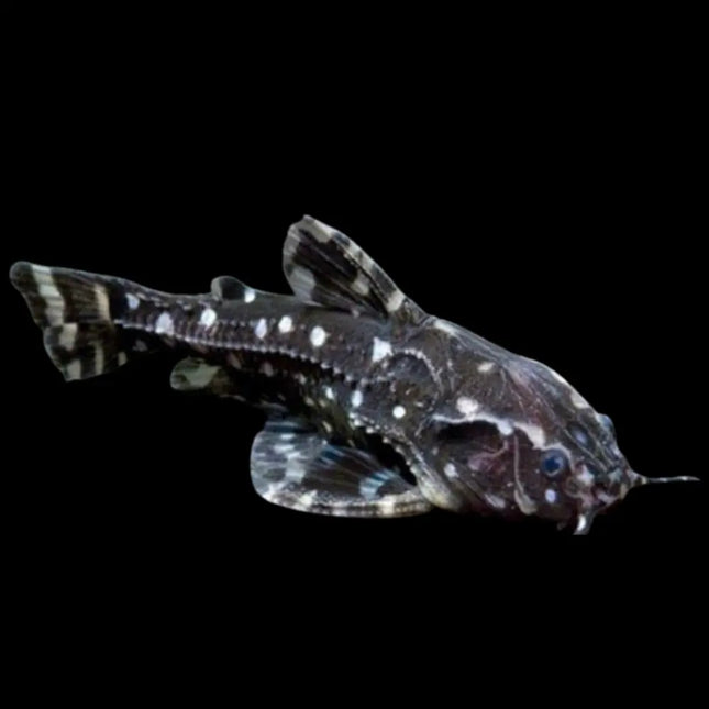 Agamyxis pectinifrons con cuerpo oscuro y manchas blancas escondido bajo un tronco en acuario

