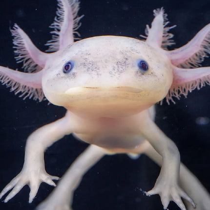 Ajolote Ambystoma mexicanum leucístico 5-7 cm