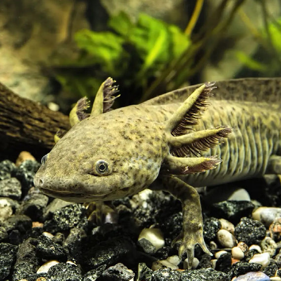 Ajolote Ambystoma mexicanum Verde 5-7 cm