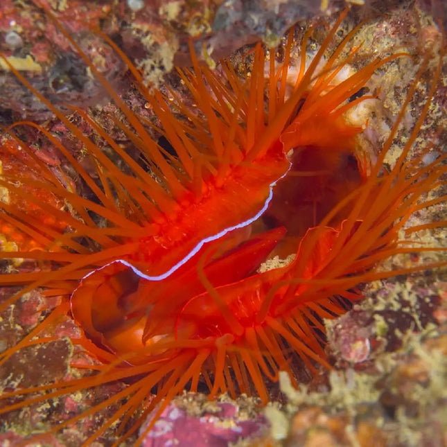 Lima orientalis