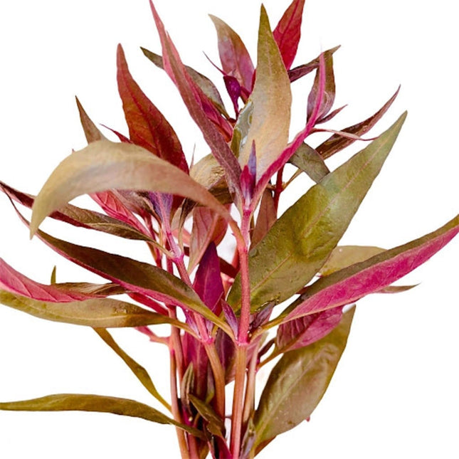 Althernanthera lilacina
