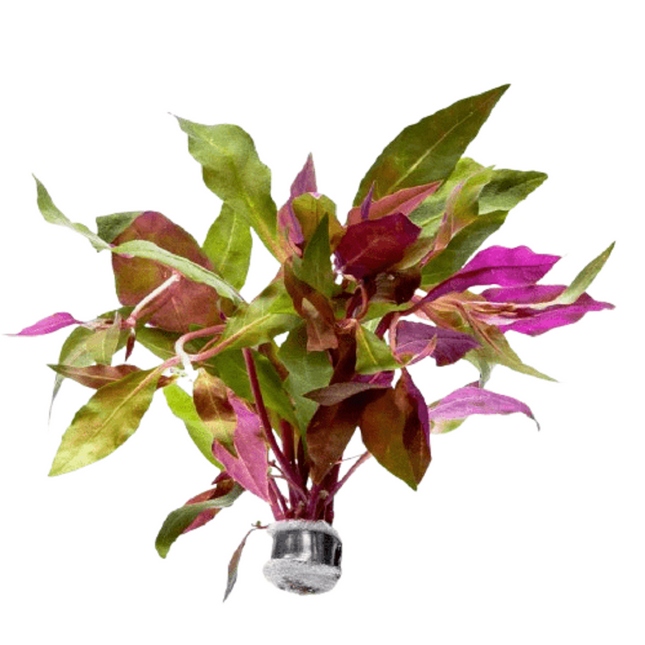 Althernanthera rosaefolia