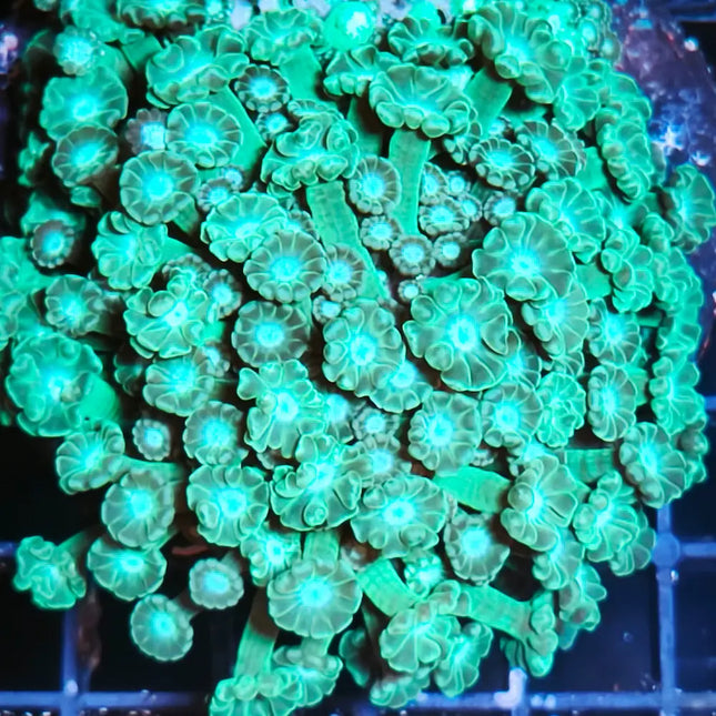 Alveopora verde en acuario marino