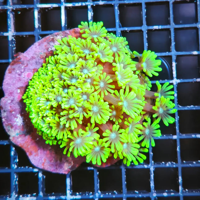 Alveopora verde fluor en acuario marino