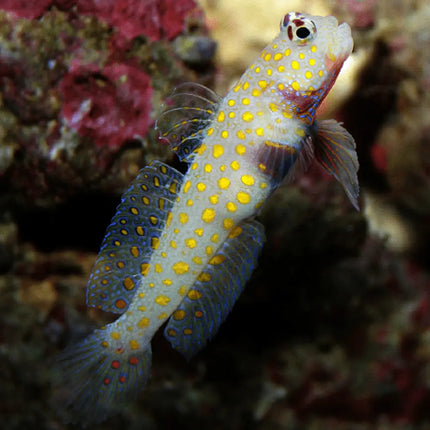 Amblyeleotris guttata con cuerpo alargado y base blanca cubierta por motas rojas que se intensifican hacia la cabeza. Aleta dorsal alta y translúcida, con líneas finas. Ojos grandes y redondos, de expresión curiosa. Boca pequeña, ligeramente hacia arriba.