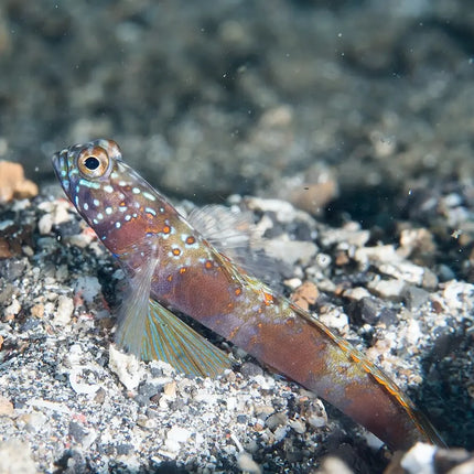 Amblyeleotris latifasciata con cuerpo blanco y varias bandas anchas verticales de color marrón rojizo.