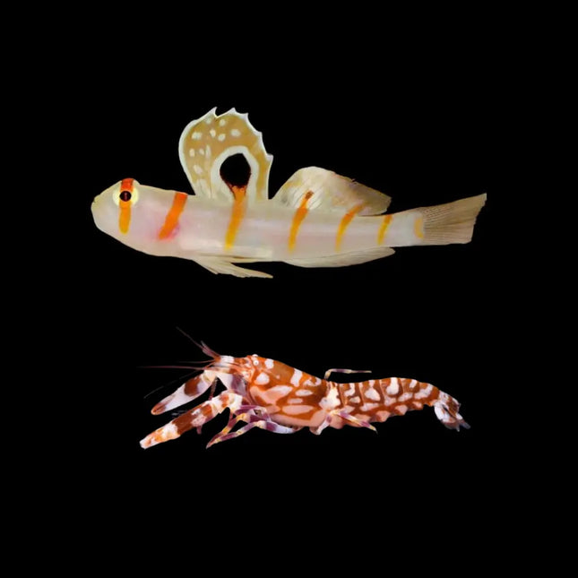 Pareja de Gobio de Banda Roja y Camarón Pistola. Simbiosis perfecta para acuario marino.