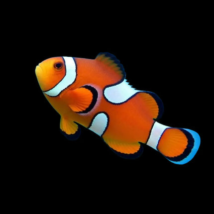 Amphiprion Ocellaris Misbar con patrón de franjas blancas irregulares sobre coloración naranja y bordes negros.