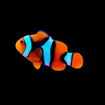 Amphiprion percula pez payaso naranja con bandas blancas características