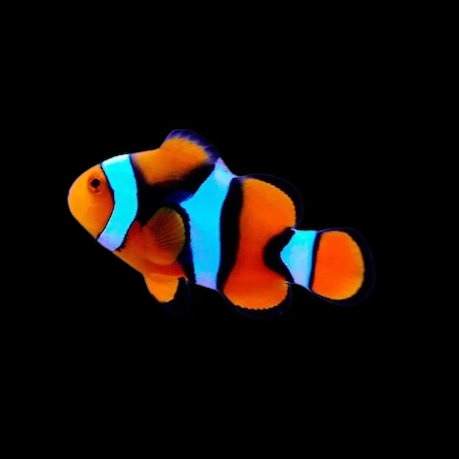 Amphiprion percula pez payaso naranja con bandas blancas características
