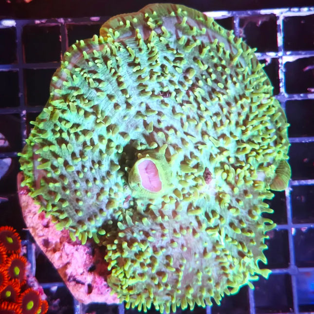 Amplexidiscus verde gigante
