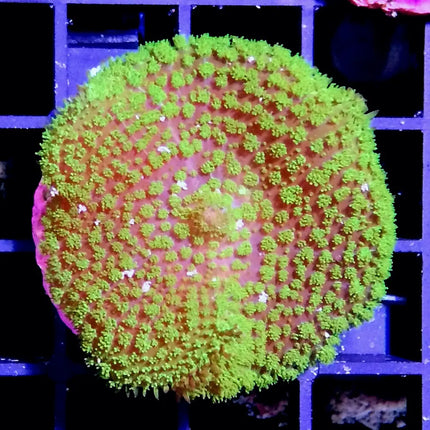 Coral Amplexidiscus fenestrafer de gran tamaño con forma de hongo en acuario marino.
