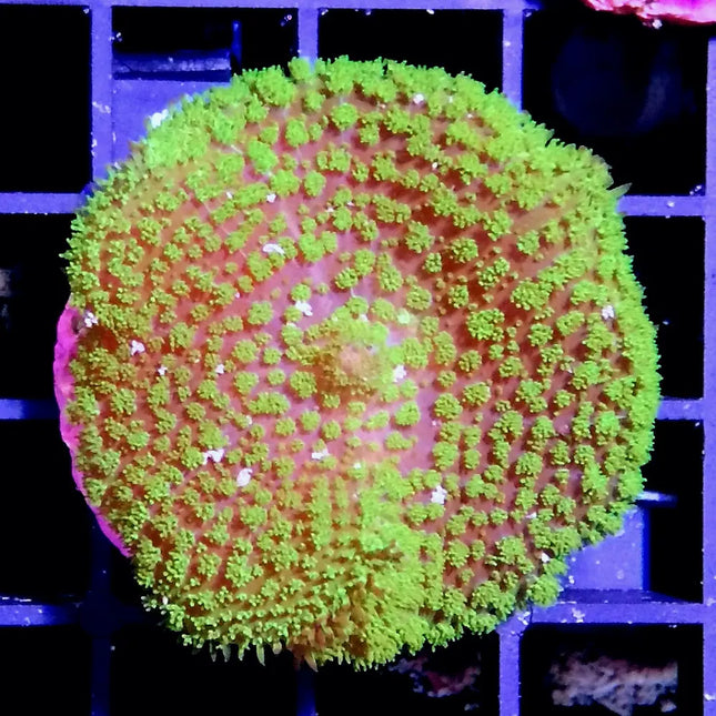 Coral Amplexidiscus fenestrafer de gran tamaño con forma de hongo en acuario marino.