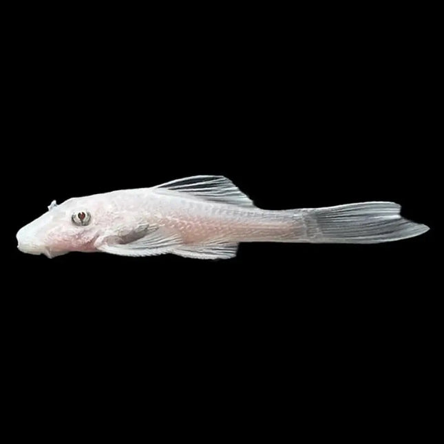 Ancistrus Snow White descansando sobre tronco con su color blanco uniforme y cuerpo compacto