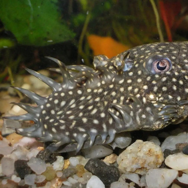 Ejemplar juvenil de Ancistrus común de 3–3,5 cm en acuario de agua dulce

