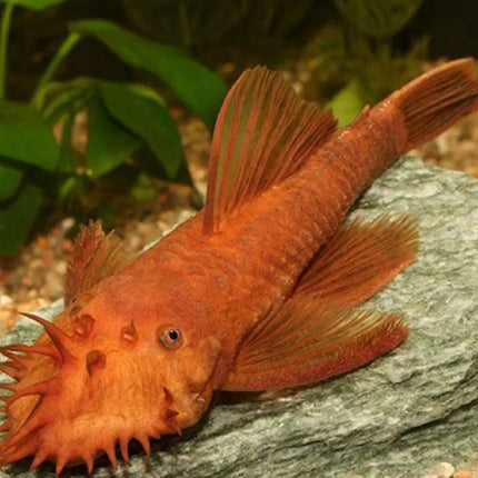 Ancistrus Super Red de color rojo intenso sobre tronco decorativo en acuario

