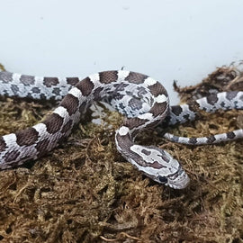 Serpiente del Maizal Anery Pantherophis guttatus